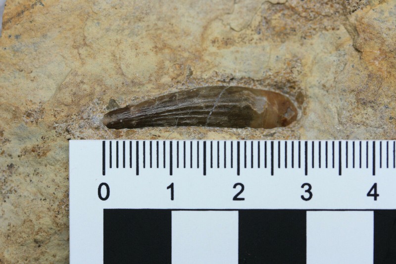 Larger Tanystropheus sp. tooth 02.jpg