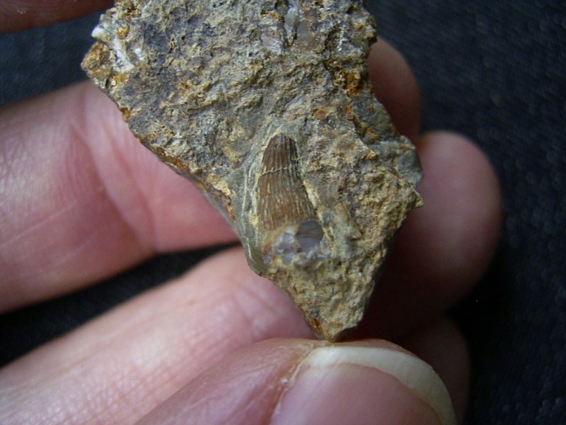 Larger Simosaurus sp. tooth 03.jpg