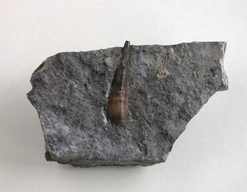 Nothosaurus_blezingeri_tooth.jpg