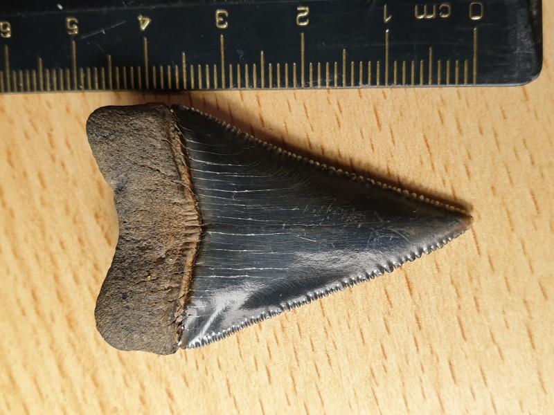 Carcharodon carcharias 2.jpg