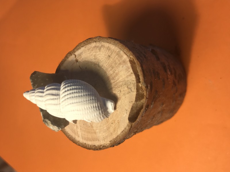 Nassarius reticosus, gevonden op de tweede Maasvlakte bij p6 <br />Deze is een best zeldzame vondst voor de Maasvlakte aangezien deze plioceen is en de fossiele schelpen daar over het algemeen eemiem zijn had iemand verteld. Het was m’n enige leuke vondst die ik had. Ik had die dag geen geluk en vond bijna niks.