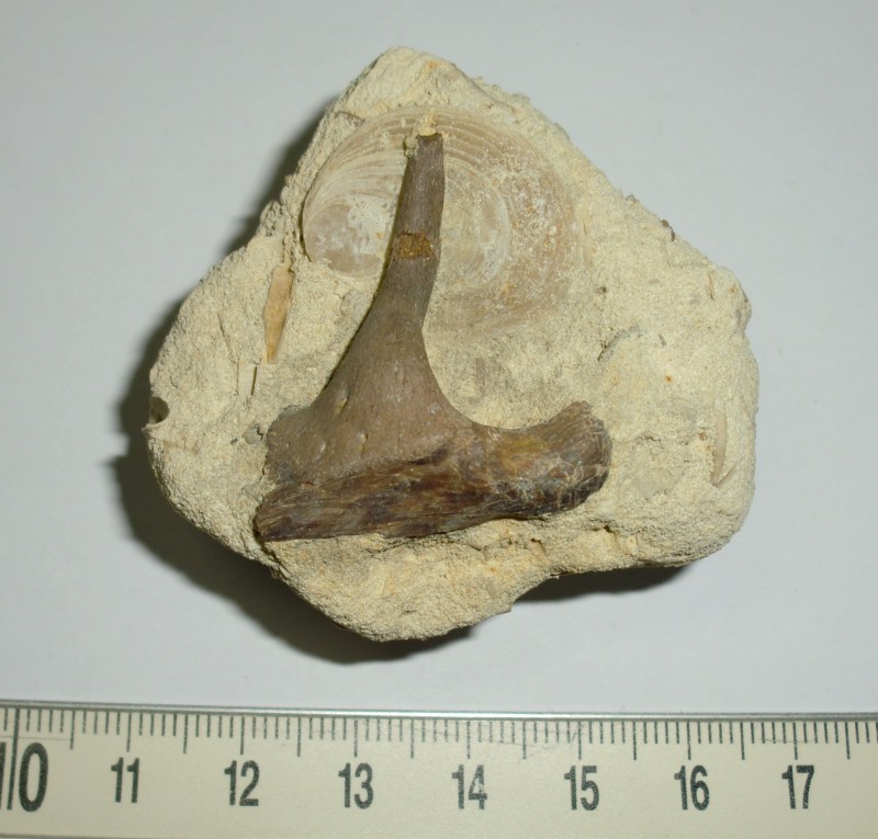 CIMG5903 (2).JPG