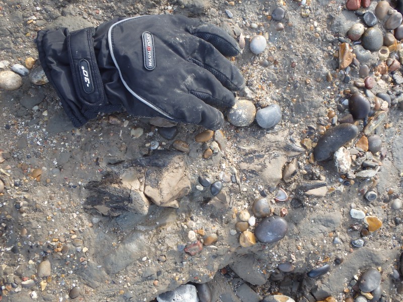 roofvis in situ 26-3-2017 .JPG (2.1 MiB) 4422 keer bekeken In situ