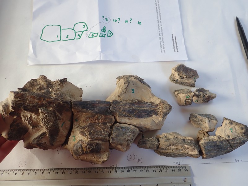 24 februari 2018 schedel roofvis na 16 uur (36).JPG (2.26 MiB) 4422 keer bekeken Dit is de puzzel en na 16 uur preparatie