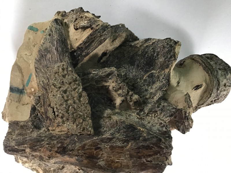 15 maart 2021 deel 1 . na 30 uur preparatie (12).JPG (1.65 MiB) 4422 keer bekeken klaar