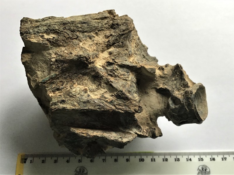 15 maart 2021 deel 1 . na 30 uur preparatie (20).JPG (1.16 MiB) 4422 keer bekeken klaar