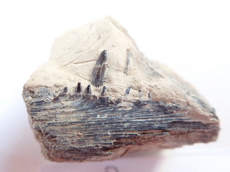 24 februari 2018 schedel roofvis na 16 uur (52).JPG (2.45 MiB) 4422 keer bekeken voorproefje van de tanden