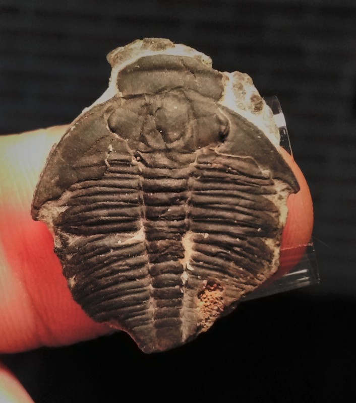 trilobite.jpg