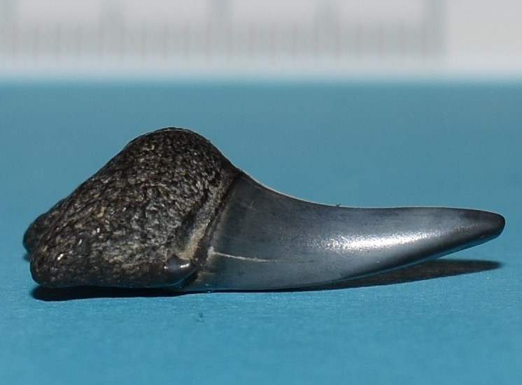 tand 1 (zijkant)