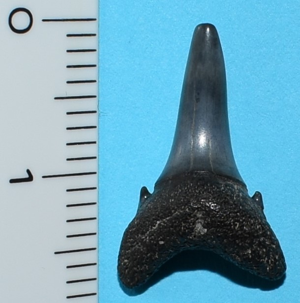 tand 1 (bolle zijde)