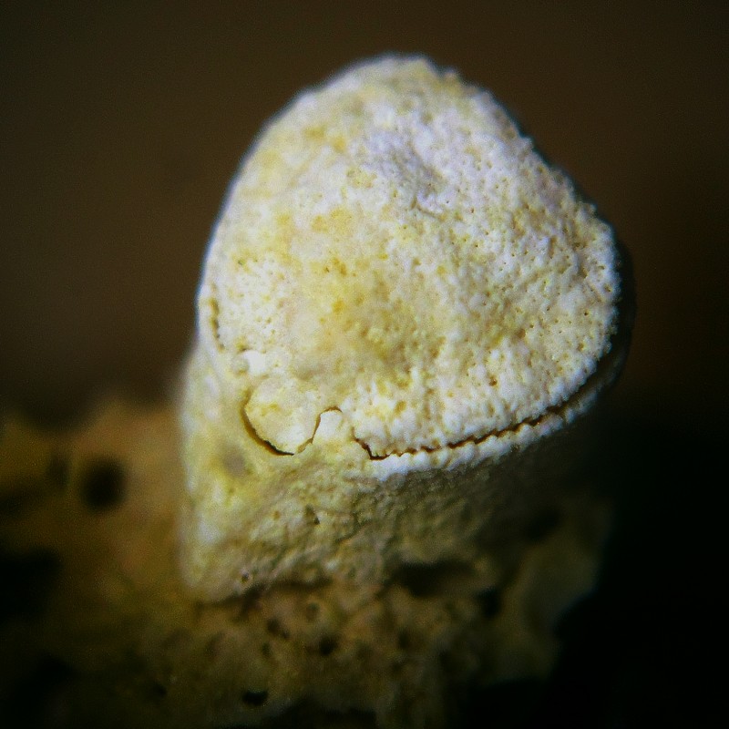 cf_Lacazella_ENCI_Meerssen_09_19_2.jpg