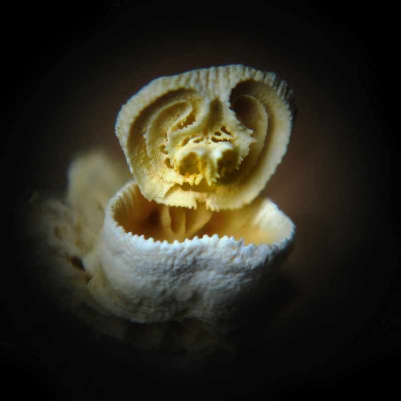 cf_Lacazella_ENCI_Meerssen_09_19_1.jpg