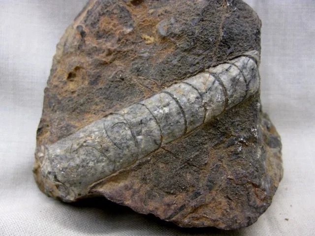 african-devonian-orthoceras-cephalopod-6a.jpg