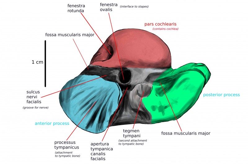 Schets met labels van de verschillende onderdelen,<br />gezien vanaf de onderkant (ventraal).
