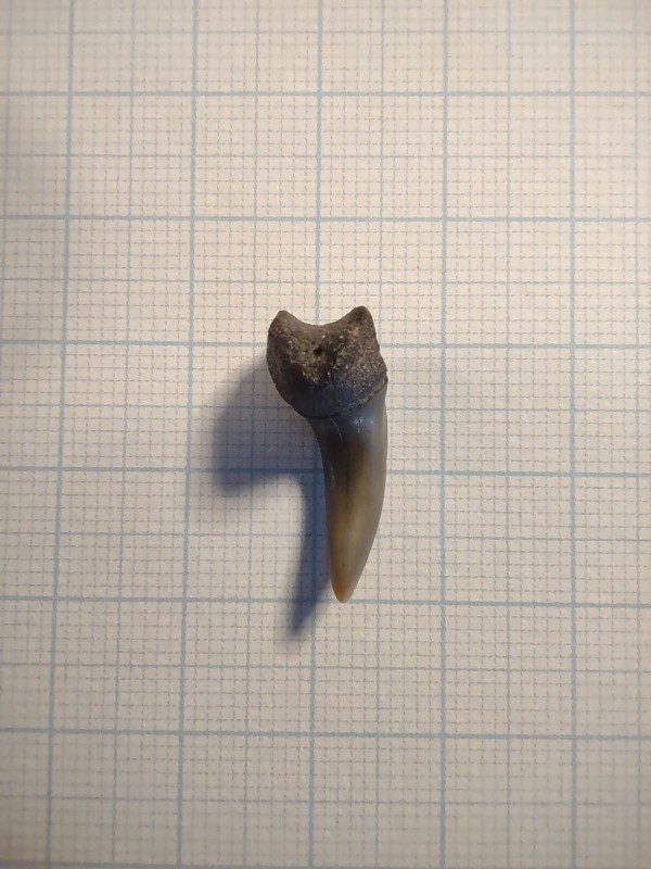 Xiphodolamia ensis_1