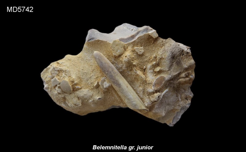 Belemnitella gr. junior Eluvium