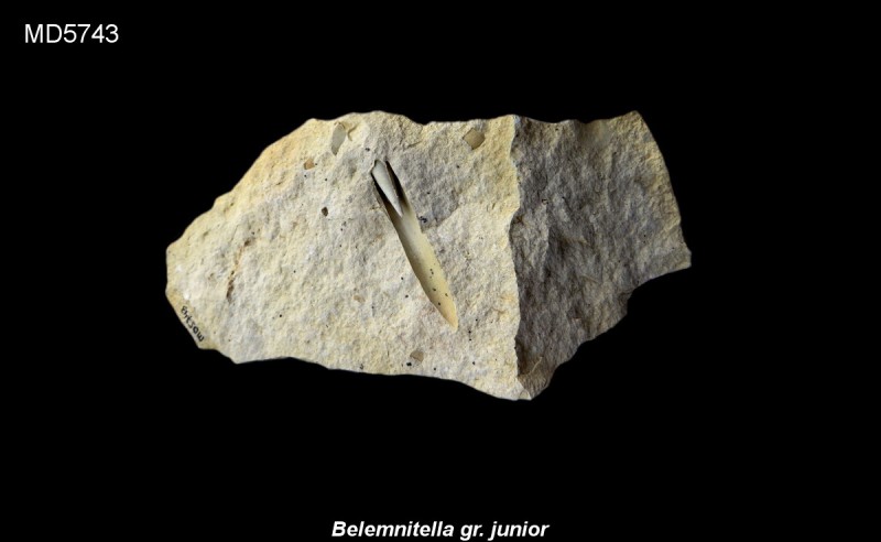 Belemnitella gr. junior Eluvium