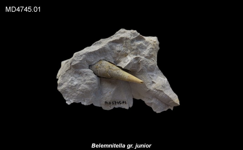 Belemnitella gr. junior Eluvium