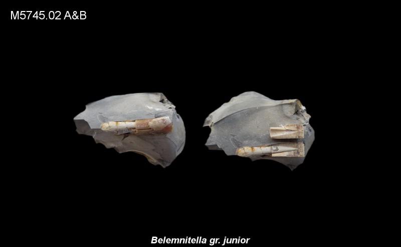 Belemnitella gr. junior Eluvium