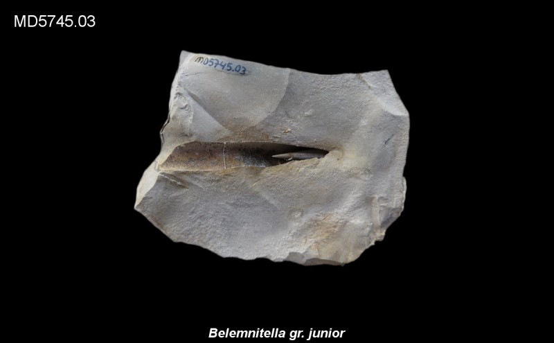 Belemnitella gr. junior Eluvium