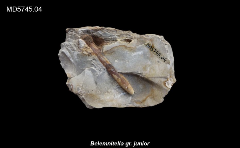 Belemnitella gr. junior Eluvium