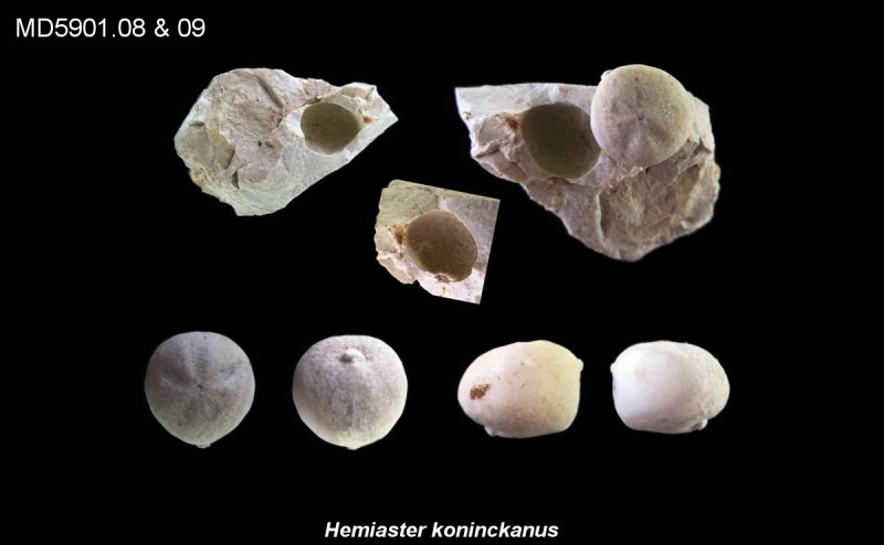 Hemiaster koninckanus Eluvium