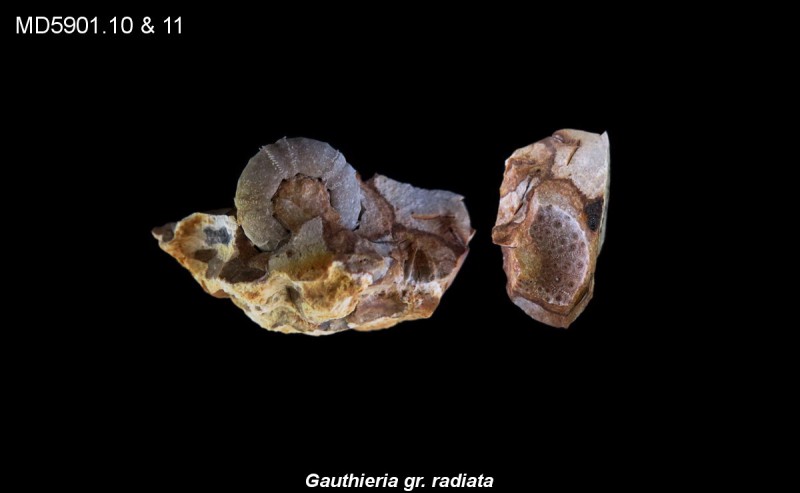 Gauthieria gr. radiata Eluvium