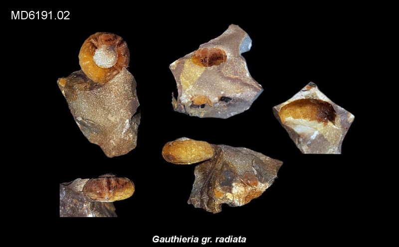 Gauthieria gr. radiata Eluvium