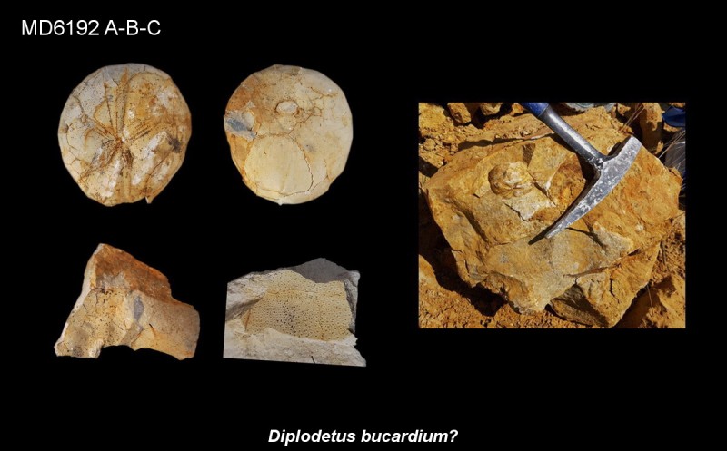 Diplodetus bucardium? Eluvium