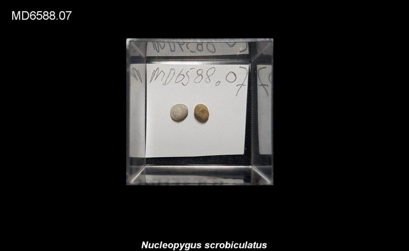 Nucleopygus scrobiculatus, Eluvium