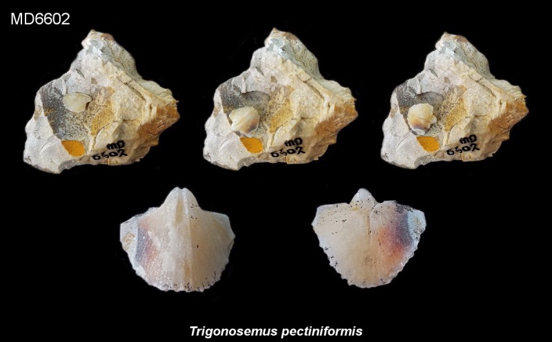 Trigonosemus pectiniformis, verkiezeld in vuursteen Eluvium