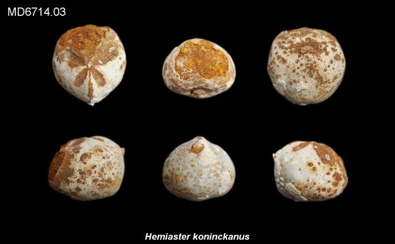 Hemiaster koninckanus, Eluvium