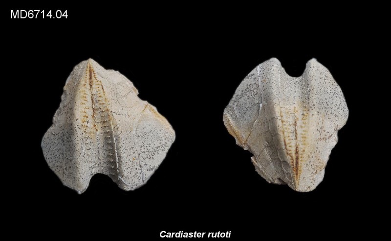 Cardiaster rutoti deel, Eluvium