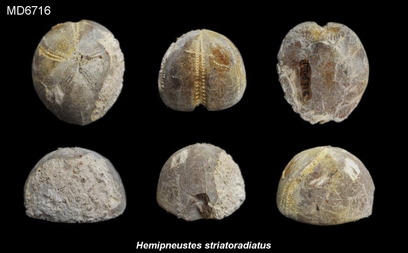 Hemipneustes striatoradiatus, Eluvium