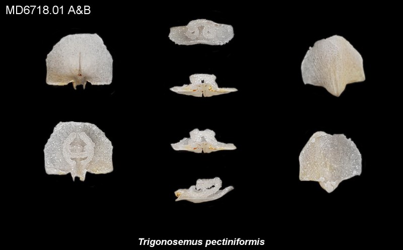 Trigonosemus pectiniformis, Verkiezeld uit de Vuursteen, Eluvium