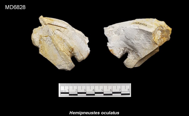 Hemipneustes occulatus, fragment, Eluvium