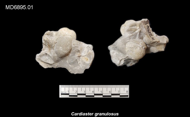 Cardiaster granulosus, Eluvium