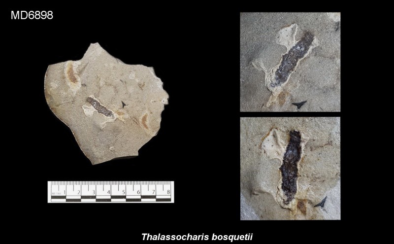 Bryozoënkolonie op zeegras, Eluvium