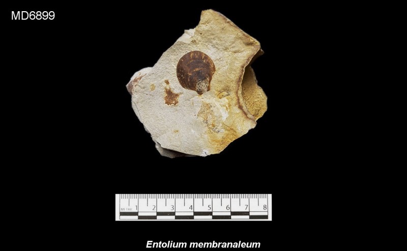 Entolium sp. Eluvium