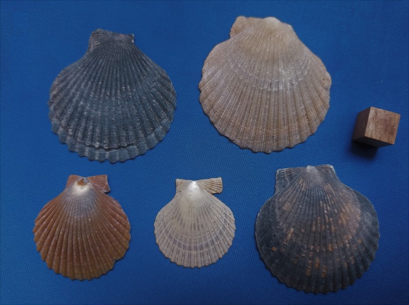 Domburg 1980 Aequipecten opercularis (Linnaeus, 1758).jpg