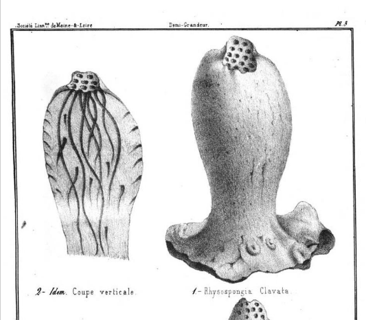 Screenshot_2021-05-16 Éponges fossiles des sables du terrain crétacé supérieur des environs de Saumur.png