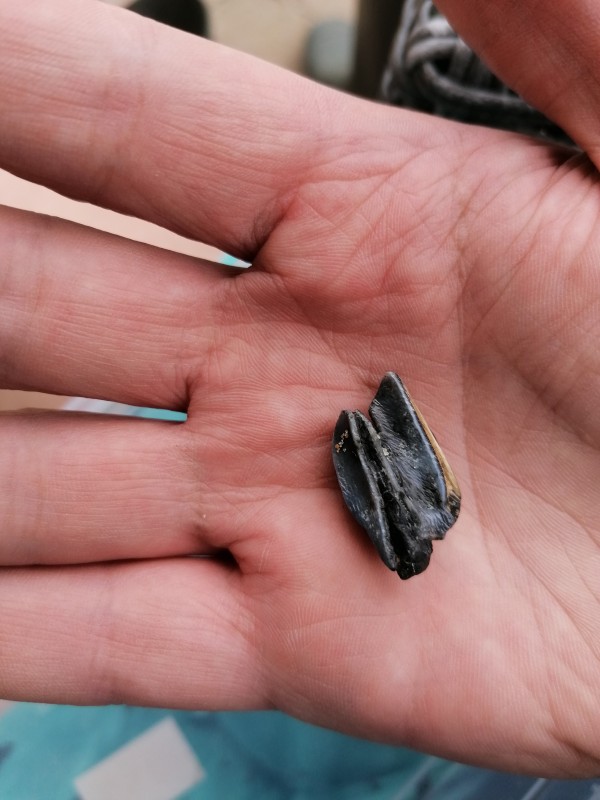 IMG_20210526_124027.jpg (2.72 MiB) 1130 keer bekeken IMG_20210526_124027.jpg