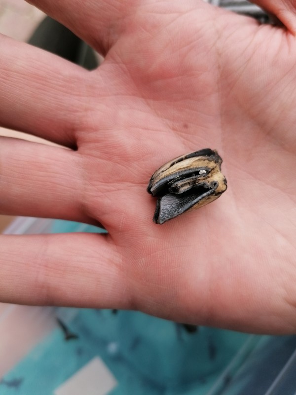 IMG_20210526_124040.jpg (2.31 MiB) 1072 keer bekeken IMG_20210526_124040.jpg