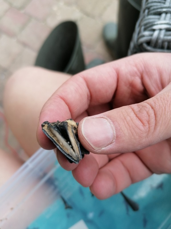 IMG_20210526_124051.jpg (2.12 MiB) 1134 keer bekeken IMG_20210526_124051.jpg