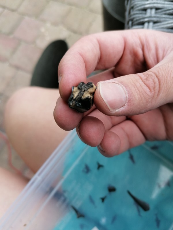 IMG_20210526_124118.jpg (2.15 MiB) 1134 keer bekeken IMG_20210526_124118.jpg