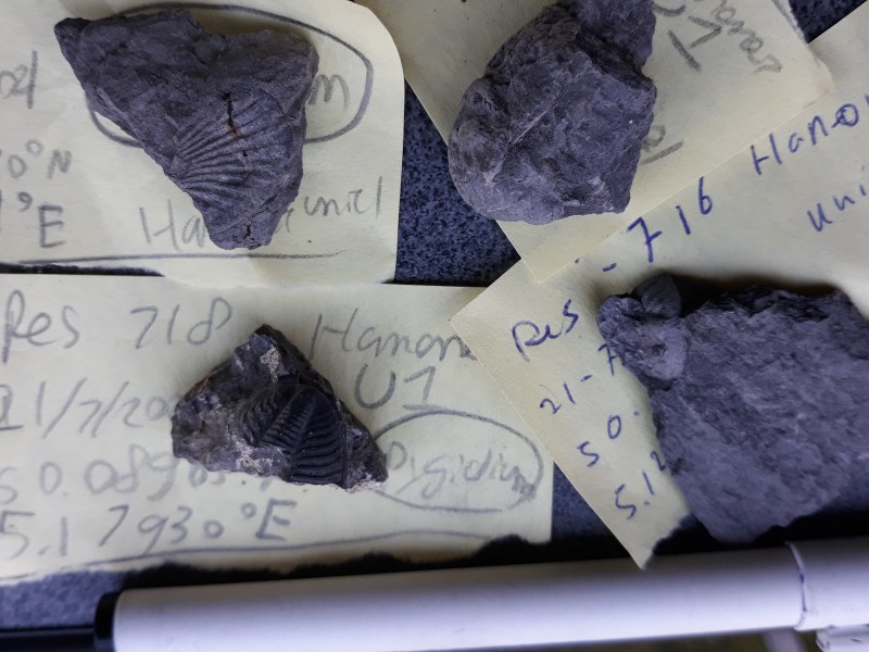 NIFREC_20210721_201057.jpg (1.83 MiB) 2969 keer bekeken Wat vonsten van vandaag.<br />Hier zijn drie pygidia en een cephalon te zien.