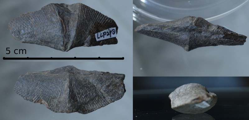 Een kleinere Cyrtospirifer syringothyriformis.<br />Van deze zijn de randjes van de vleugels wel afgebroken.