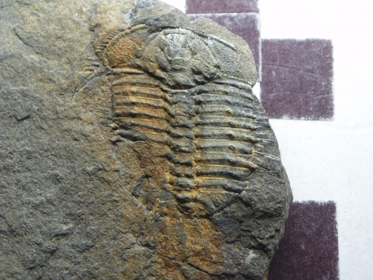 Afbeelding