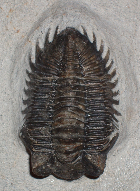 Afbeelding