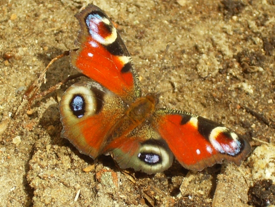 Afbeelding